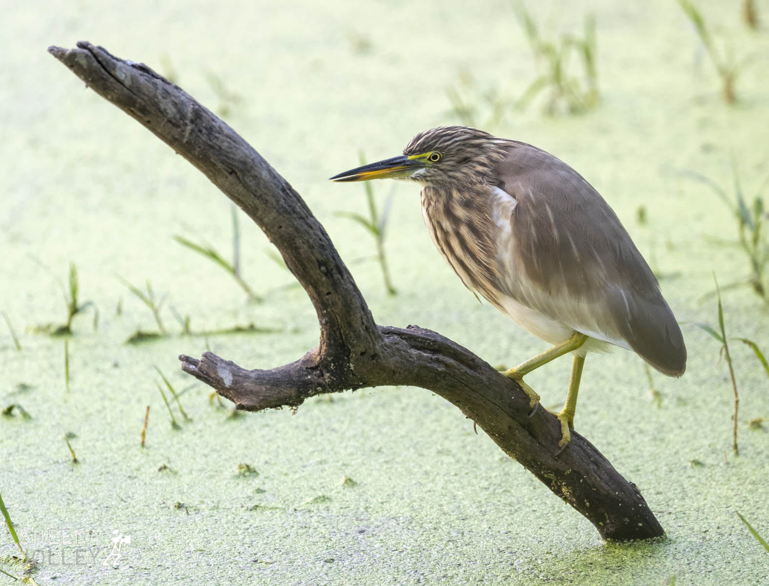 Indian pond heron or paddybird.jpg - India